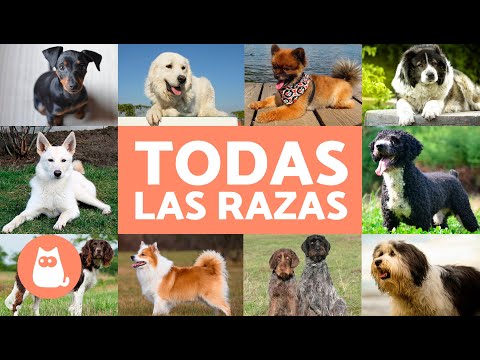 La clasificación de los perros en Ecuador y su terminología regional.