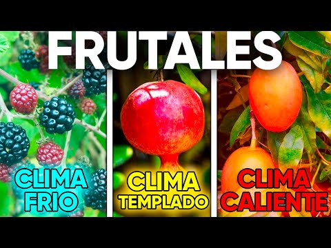 Tipos de árboles que no producen frutos: una guía informativa completa.