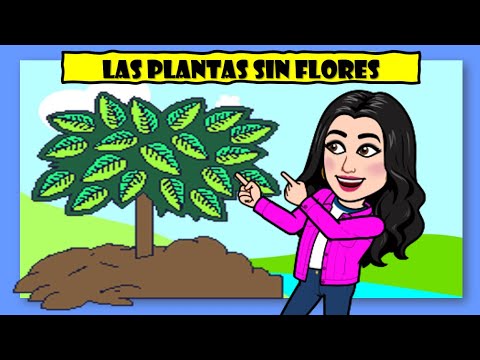 Las plantas que no dan frutos ni semillas: una mirada en profundidad a su clasificación y características