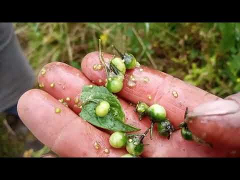 La denominación de la hierba mora en Ecuador: un análisis botánico y cultural.