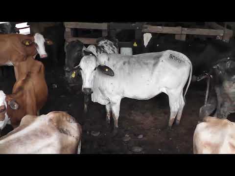 El guía del ganado: una figura indispensable en la agricultura y ganadería.
