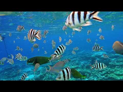 El biodiverso Parque Machalilla y su impresionante número de especies
