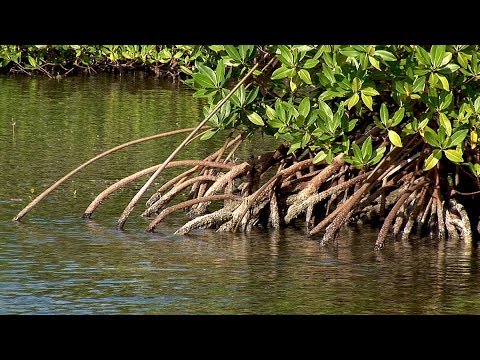 El fascinante proceso de respiración de los manglares: una maravilla natural por descubrir