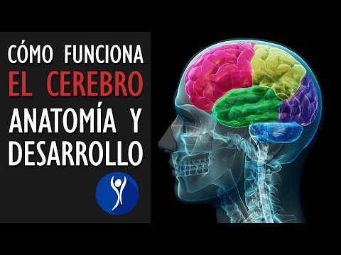 El proceso de maduración: un análisis detallado de su nombre y características