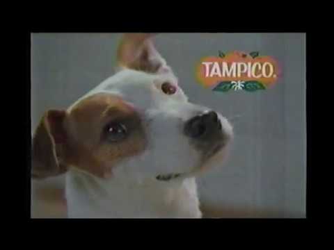 La raza del perro de Tampico: Descubre su nombre y características principales