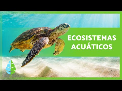 La Alimentación de los Lagos y su Ecosistema Acuático: Un Análisis Detallado