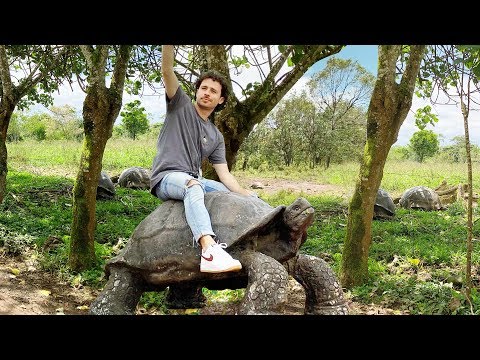 La Tortuga más Emblemática de las Islas Galápagos: Descubriendo el Nombre de esta Ilustre Habitante.