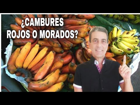 El nombre del guineo morado en Ecuador: una guía detallada y precisa.