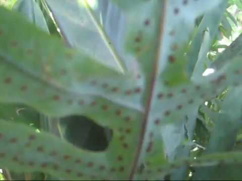 Identificando el método de reproducción de las plantas: semillas versus esporas