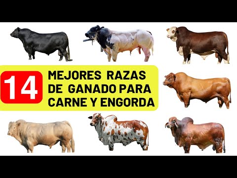 Los nombres de las instalaciones dedicadas a la producción de carne