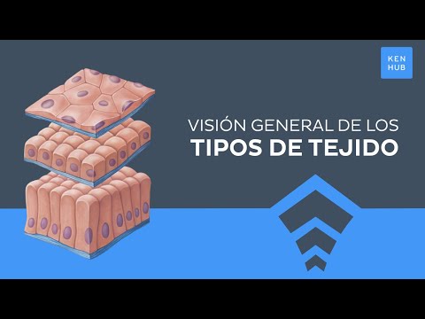 El tejido de la túnica: una guía completa sobre su nombre y características