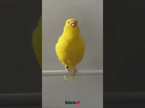 La traducción de muchacho al canario: una mirada al vocabulario regional.