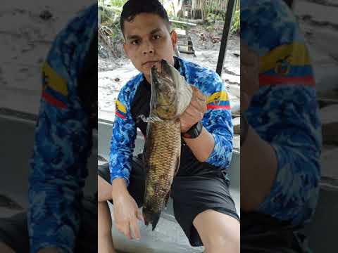 El papel del pez piranha como principal depredador del río Amazonas