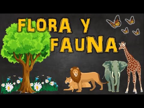 Conservación de la flora y fauna en el Ecuador: Guía para un cuidado responsable y sostenible
