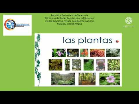 La denominación de las plantas sin semillas: Una mirada detallada a su clasificación botánica.