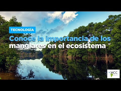 La Importancia de los Manglares: Descubriendo el País con la Mayor Extensión de este Ecosistema Valioso