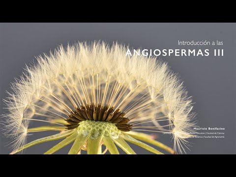 El desarrollo del fruto en las angiospermas: Una explicación detallada y precisa
