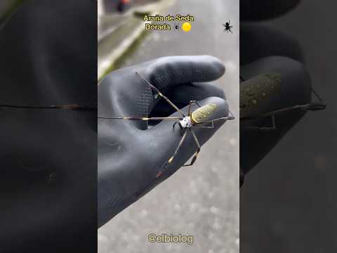 La Seda de Araña: La Tela más Preciada y Costosa del Mundo.