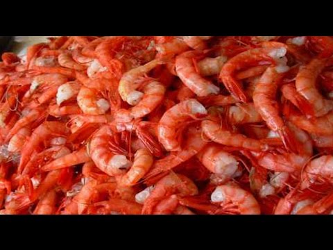 La denominación correcta para la cría de camarones: todo lo que necesitas saber