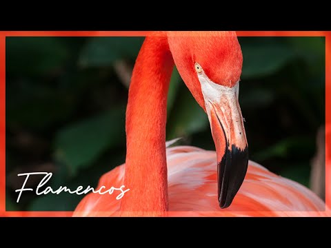 La identificación de los cisnes rosas: una mirada en profundidad a sus denominaciones.