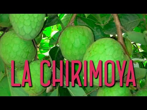 El nombre de la chirimoya en Argentina: una indagación en la terminología local.