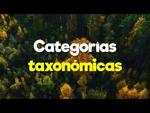 Clasificación de las plantas: Un análisis detallado de su taxonomía y categorización